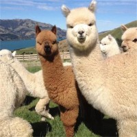 动物园展览羊驼 商场活动租赁萌宠 温顺可爱耳尖长