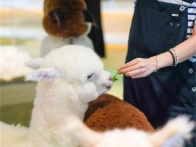 动物园展览羊驼 商场活动租赁萌宠 温顺可爱耳尖长图5
