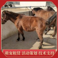养殖场散养设特兰矮马 出栏育肥观赏骑乘马 提供养殖技术