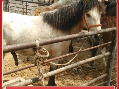 养殖场散养设特兰矮马 出栏育肥观赏骑乘马 提供养殖技术图2
