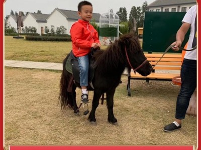 骑乘马养殖基地 纯种马匹 设特兰矮马供应 温顺乖巧图3