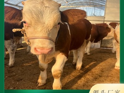 西门塔尔牛养殖场 视频 现场挑选小牛犊 品种多样 货源充足 发货快图2