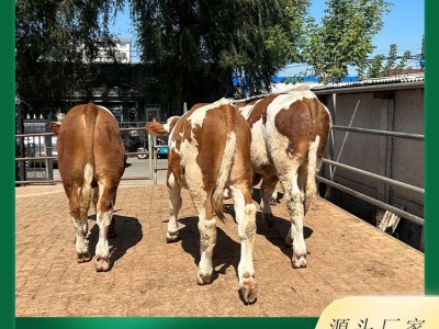 西门塔尔牛养殖场 视频 现场挑选小牛犊 品种多样 货源充足 发货快图3