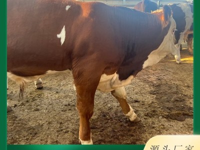 西门塔尔牛养殖场 视频 现场挑选小牛犊 品种多样 货源充足 发货快图4