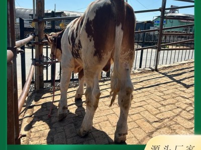 西门塔尔牛养殖场 视频 现场挑选小牛犊 品种多样 货源充足 发货快图5