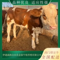 厂家供应 肉牛犊 西门塔尔牛特点 体躯长 呈圆筒状 肌肉丰满 四肢结实