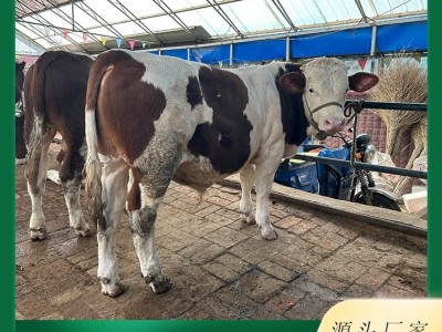 厂家供应 肉牛犊 西门塔尔牛特点 体躯长 呈圆筒状 肌肉丰满 四肢结实图3