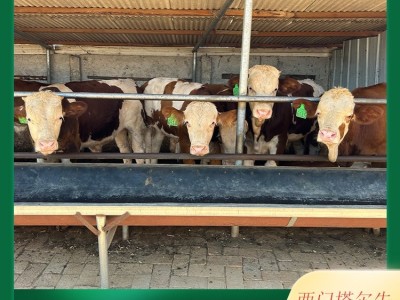 厂家供应 肉牛犊 西门塔尔牛特点 体躯长 呈圆筒状 肌肉丰满 四肢结实图4