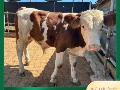 厂家供应 肉牛犊 西门塔尔牛特点 体躯长 呈圆筒状 肌肉丰满 四肢结实图5