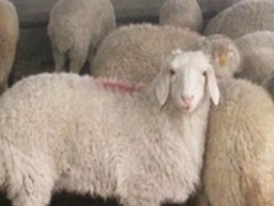 纯种小尾寒羊 圈养波尔母羊活体销售 多羔多胎 生长快 饲养简单图2