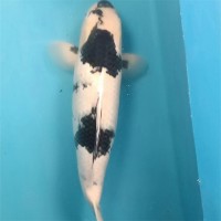 白写锦鲤 观赏鱼批发 提供养殖技术 易成活 大小鱼苗