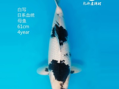 白写锦鲤 观赏鱼批发 提供养殖技术 易成活 大小鱼苗图2