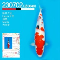 大正三色锦鲤 专业养殖厂售卖 大量现货 提供养殖技术
