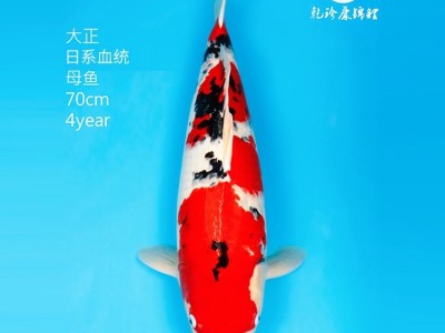大正三色锦鲤 专业养殖厂售卖 大量现货 提供养殖技术图4