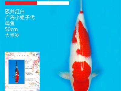 红白锦鲤 观赏鱼 淡水养殖 易成活 大量现货 自有渔场图5
