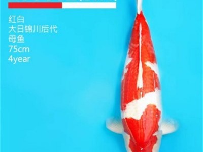 红白锦鲤 观赏鱼 淡水养殖 易成活 大量现货 自有渔场图2