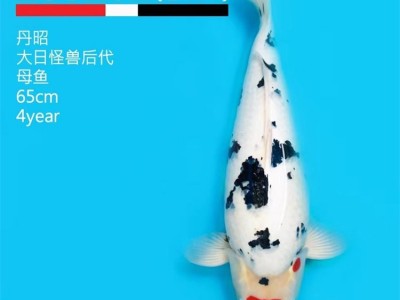 昭和锦鲤 纯正血统 成活率高大量现货 选择乾珍康图2