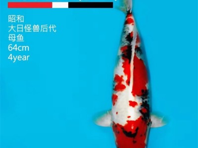 昭和锦鲤 纯正血统 成活率高大量现货 选择乾珍康图4