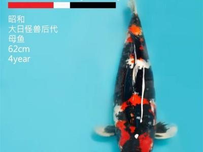 昭和锦鲤 纯正血统 成活率高大量现货 选择乾珍康图5