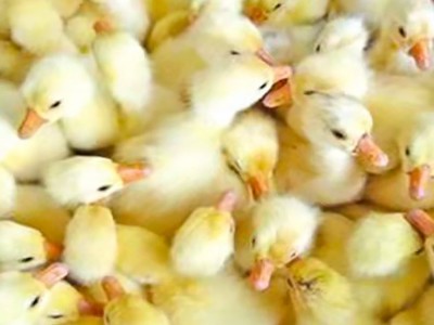 禽康 本地大品种鹅苗批发出售 个头大易饲养 诚信服务图2