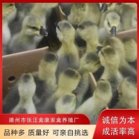 禽康 本地大品种鹅苗批发出售 个头大易饲养 诚信服务
