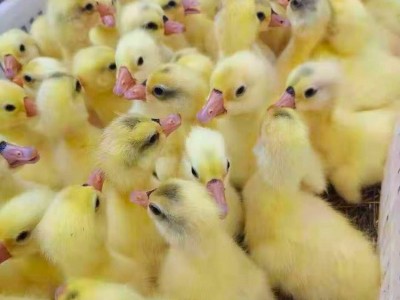 禽康 本地大品种鹅苗批发出售 个头大易饲养 诚信服务图3