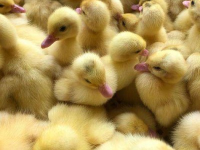 禽康 本地大品种鹅苗出售批发 成品鹅回收 抗病强 提供技术指导图3