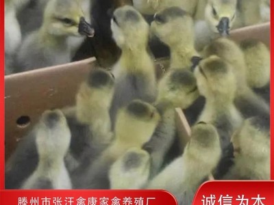 禽康 本地大品种鹅苗出售批发 成品鹅回收 抗病强 提供技术指导图5