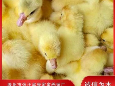 禽康 鹅苗批发 大品种出售 成品鹅回收 抗病能力强图3