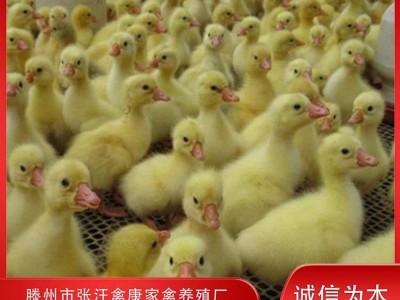 禽康 鹅苗批发 大品种出售 成品鹅回收 抗病能力强图2