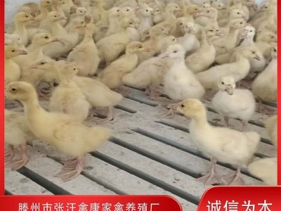 禽康 鹅苗批发 大品种出售 成品鹅回收 抗病能力强图4
