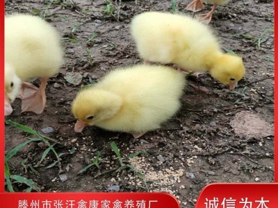 禽康 鹅苗批发 大品种出售 成品鹅回收 抗病能力强图5