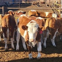 肉牛犊出售 400斤秦川小黄牛 先考察，后合作 低价供应