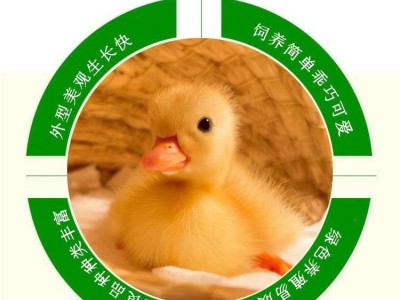 小体型观赏柯尔鸭出售 柯尔鸭蛋图2