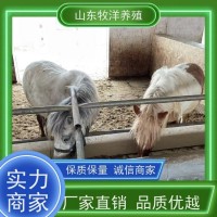牧洋特种养殖 设特兰矮马活体马 温顺可爱体型小巧 宠物观赏马