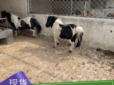 牧洋特种养殖 设特兰矮马活体马 温顺可爱体型小巧 宠物观赏马图5