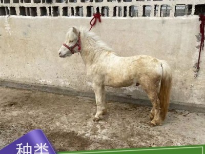 牧洋特种养殖 设特兰矮马活体马 温顺可爱体型小巧 宠物观赏马图4