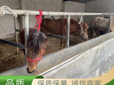 牧洋特种养殖 设特兰矮马活体马 温顺可爱体型小巧 宠物观赏马图3