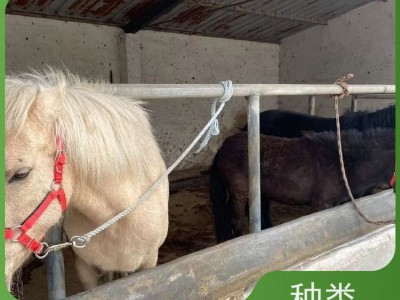 牧洋特种养殖 设特兰矮马活体马 温顺可爱体型小巧 宠物观赏马图2
