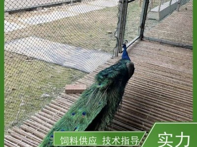 牧洋特种养殖 活体脱温白孔 雀 成年孔 雀 大尾巴羽毛丰满图3