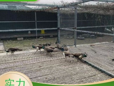 牧洋特种养殖 活体脱温白孔 雀 成年孔 雀 大尾巴羽毛丰满图2