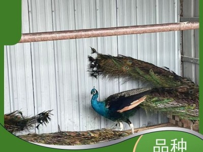 牧洋特种养殖 活体脱温白孔 雀 成年孔 雀 大尾巴羽毛丰满图5