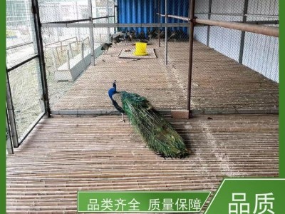 牧洋特种养殖 活体脱温白孔 雀 成年孔 雀 大尾巴羽毛丰满图4