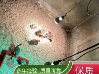 牧洋养殖 动物园细尾獴观赏 出售狐獴幼崽 体态优雅易饲养图3