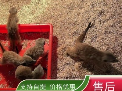 牧洋养殖 动物园细尾獴观赏 出售狐獴幼崽 体态优雅易饲养图4