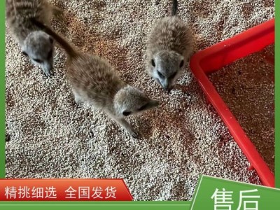 牧洋养殖 动物园细尾獴观赏 出售狐獴幼崽 体态优雅易饲养图2