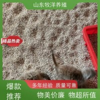 牧洋养殖 动物园细尾獴观赏 出售狐獴幼崽 体态优雅易饲养