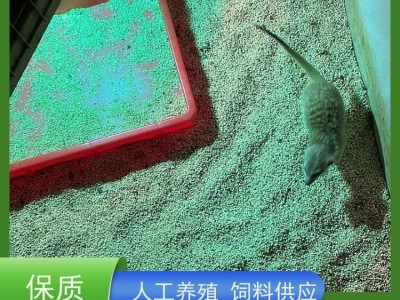 牧洋养殖 动物园细尾獴观赏 出售狐獴幼崽 体态优雅易饲养图5