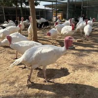 农家散养成年观赏尼古拉火鸡 大体型适应力强好饲养