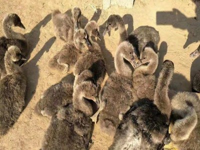 动物园改良观赏黑天鹅 成年散养圈养天鹅 体型优美图4